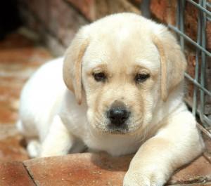 labrador retriever de vanzare 600 lei - Pret | Preturi labrador retriever de vanzare 600 lei