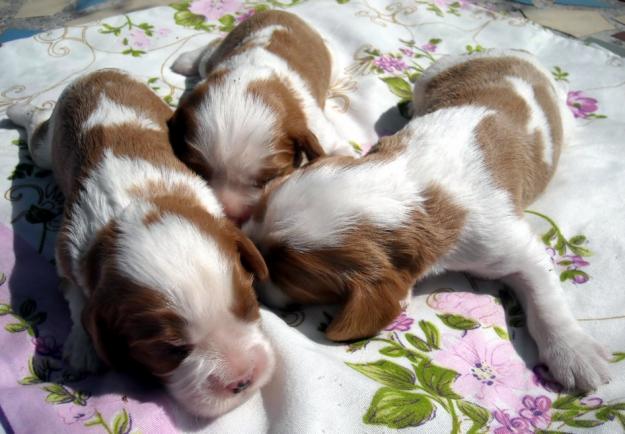 pui Cavalier King Charles de vanzare - Pret | Preturi pui Cavalier King Charles de vanzare
