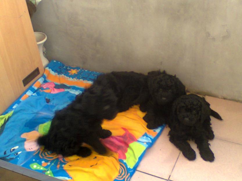 vand 4 pui din rasa pulli urgent - Pret | Preturi vand 4 pui din rasa pulli urgent