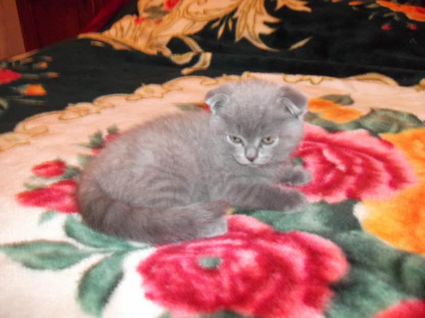 Vand pisici Scotish fold si British shorthair - Pret | Preturi Vand pisici Scotish fold si British shorthair