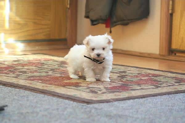 Vand pui bichon maltese - Pret | Preturi Vand pui bichon maltese