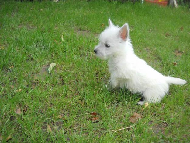 west highland white terrier - Pret | Preturi west highland white terrier