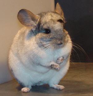 chinchilla - Pret | Preturi chinchilla