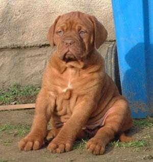 Dog de Bordeaux de vanzare - Pret | Preturi Dog de Bordeaux de vanzare