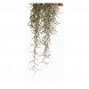 Planta Spanish Moss Medie - Pret | Preturi Planta Spanish Moss Medie