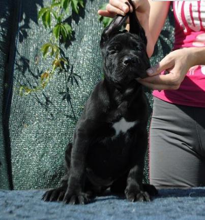 Vand Cane Corso Negri - Pret | Preturi Vand Cane Corso Negri