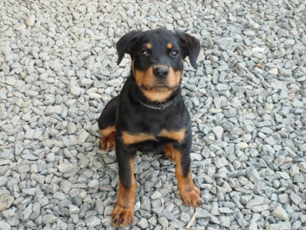 vand femela rottweiler - Pret | Preturi vand femela rottweiler