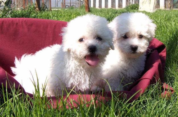 de vanzare BICHON, de vanzare pui de bichon maltese, de vanzare pui de bichon bolognese - Pret | Preturi de vanzare BICHON, de vanzare pui de bichon maltese, de vanzare pui de bichon bolognese