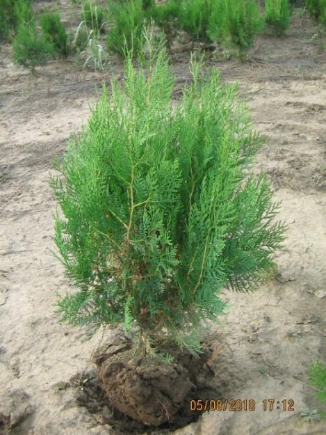 Vand tuia(thuja) orientalis - Pret | Preturi Vand tuia(thuja) orientalis