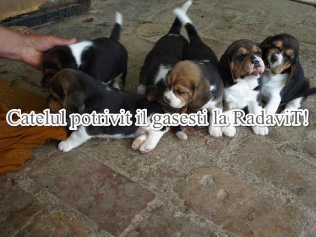  - Pret | Preturi 