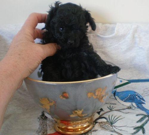 vand pui caniche pitici - Pret | Preturi vand pui caniche pitici