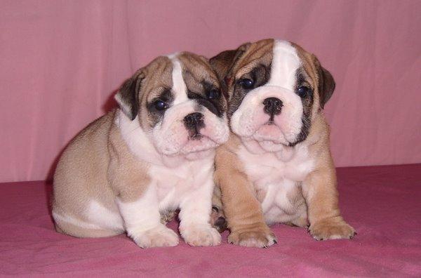 de vanzare bulldog englez, de vanzare pui de bulldog englez cu pedigree - Pret | Preturi de vanzare bulldog englez, de vanzare pui de bulldog englez cu pedigree