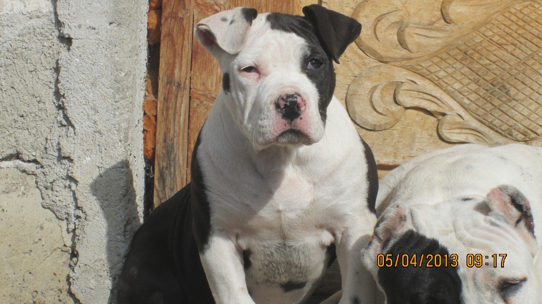 pit bull xl (bully) - Pret | Preturi pit bull xl (bully)