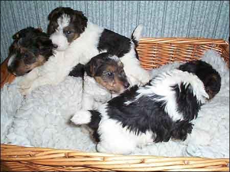 Vand catei Foxterrier - Pret | Preturi Vand catei Foxterrier