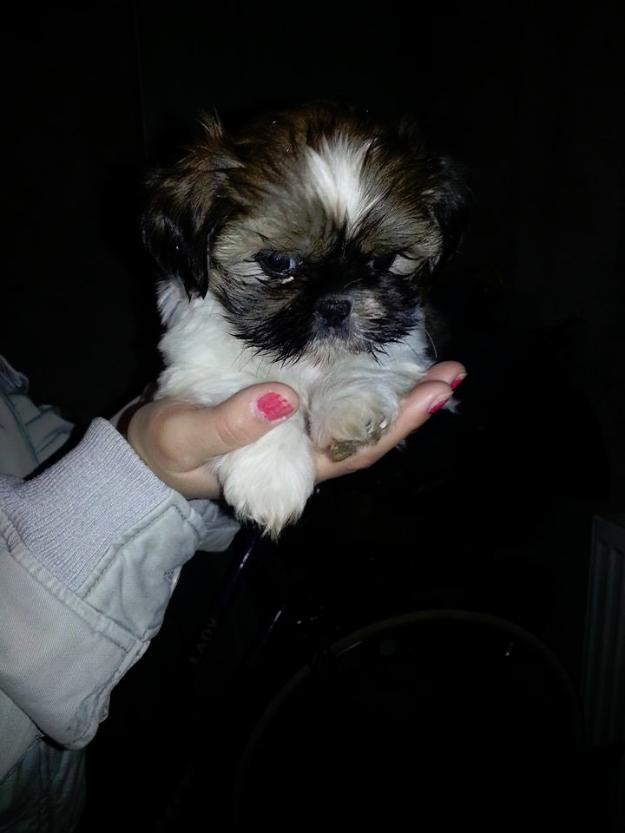 Shih tzu puiuti - Pret | Preturi Shih tzu puiuti