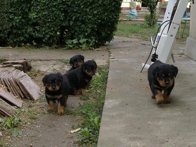 pui rottweiler talie mare - Pret | Preturi pui rottweiler talie mare