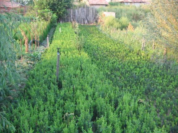 vand buxus (cimisir sau merisor) intre 20 si 50 cm pt gard viu - Pret | Preturi vand buxus (cimisir sau merisor) intre 20 si 50 cm pt gard viu