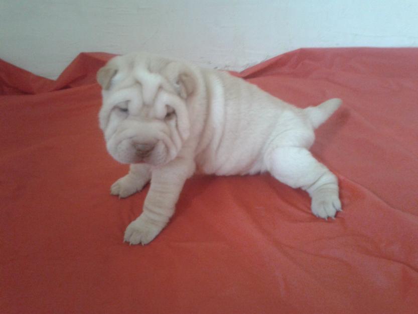 Shar pei - Pret | Preturi Shar pei