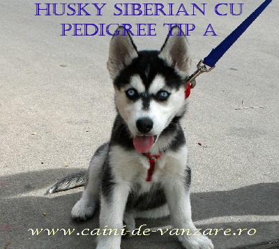 Husky Siberian de vanzare - Calitate de Pedigree tip A - Pret | Preturi Husky Siberian de vanzare - Calitate de Pedigree tip A