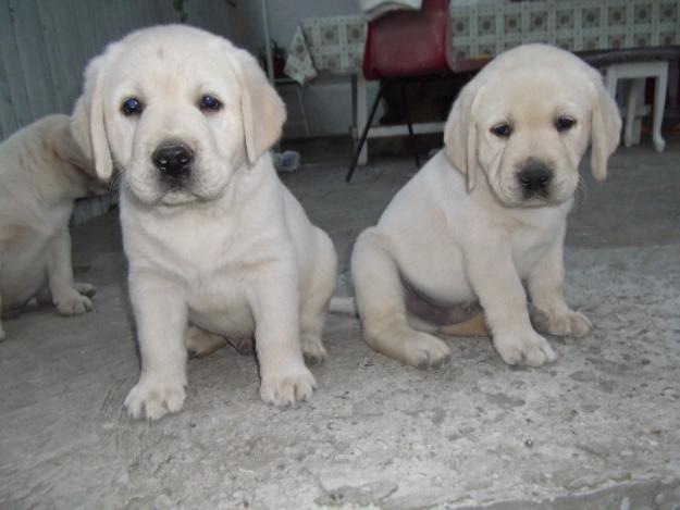 puiuti labrador - Pret | Preturi puiuti labrador