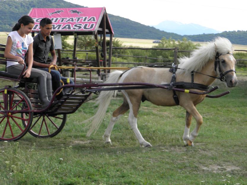 vand ponei echitatie calarie trasura brasov - Pret | Preturi vand ponei echitatie calarie trasura brasov