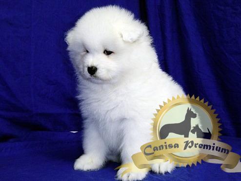 De vanzare pui Samoyede - Pret | Preturi De vanzare pui Samoyede