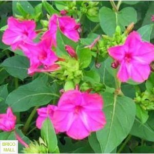 Mirabillis Jalapa - Pret | Preturi Mirabillis Jalapa