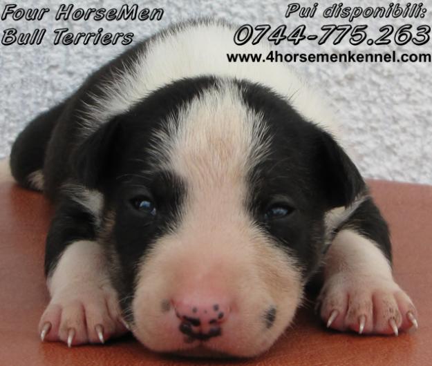 Pui Bull Terrier disponibili - Pret | Preturi Pui Bull Terrier disponibili