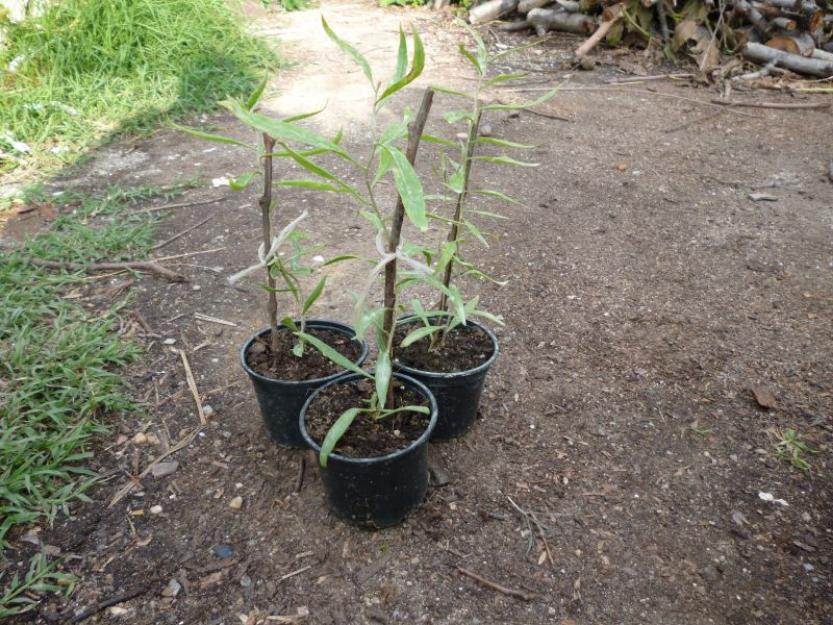 De vanzare arbusti ornamentali fructiferi -GOJI-lycium barbarum chinensis - Pret | Preturi De vanzare arbusti ornamentali fructiferi -GOJI-lycium barbarum chinensis