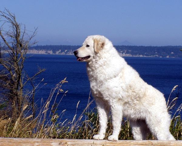 Vand catei Kuvasz - Pret | Preturi Vand catei Kuvasz