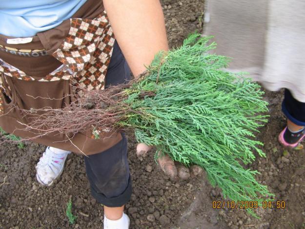 vand rasad de plante ornamentale pentru pepiniera - Pret | Preturi vand rasad de plante ornamentale pentru pepiniera