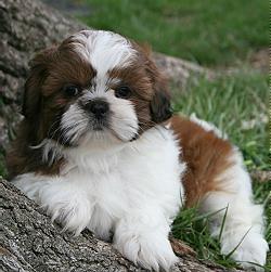 vand shihtzu - Pret | Preturi vand shihtzu