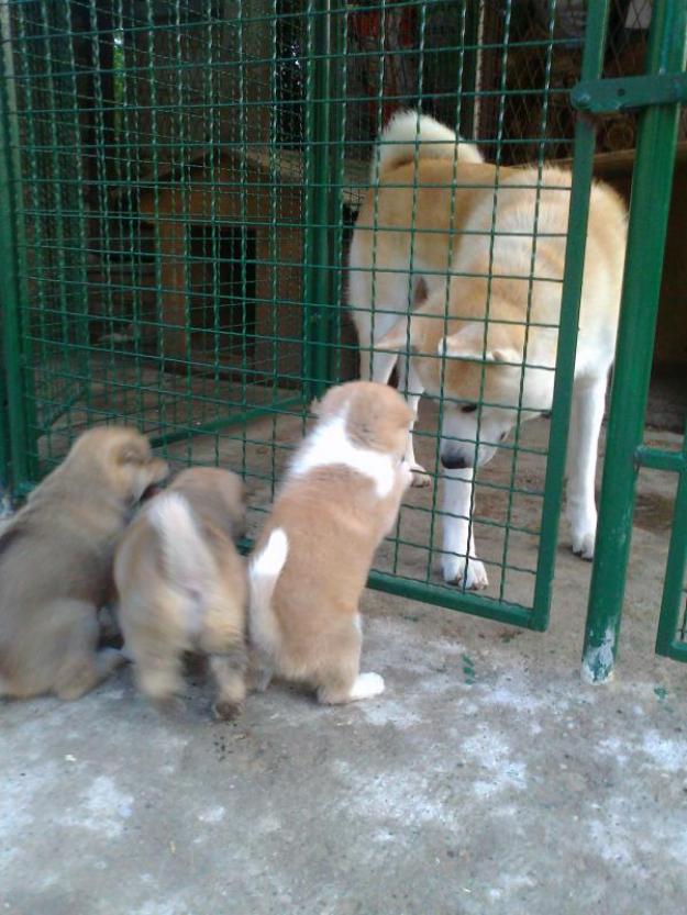 Vand catelusi Akita Inu - asigur transport in tara - Pret | Preturi Vand catelusi Akita Inu - asigur transport in tara