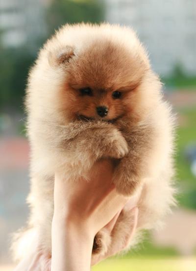 pomeranian toy diamant - Pret | Preturi pomeranian toy diamant