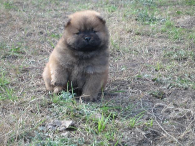 Pui chow chow roscati si negri - Pret | Preturi Pui chow chow roscati si negri