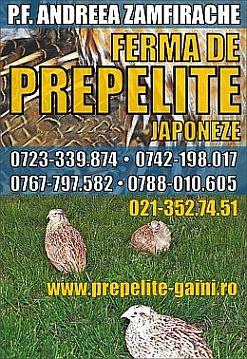 vand prepelite si pui de prepelita de diferite varste - Pret | Preturi vand prepelite si pui de prepelita de diferite varste