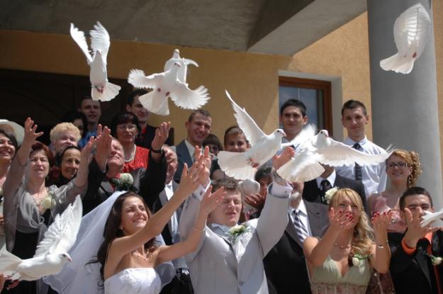 Inchiriez porumbei albi pentru nunti sibiu - Pret | Preturi Inchiriez porumbei albi pentru nunti sibiu