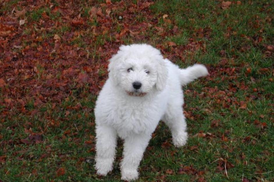 Vand catei Komondor - Pret | Preturi Vand catei Komondor