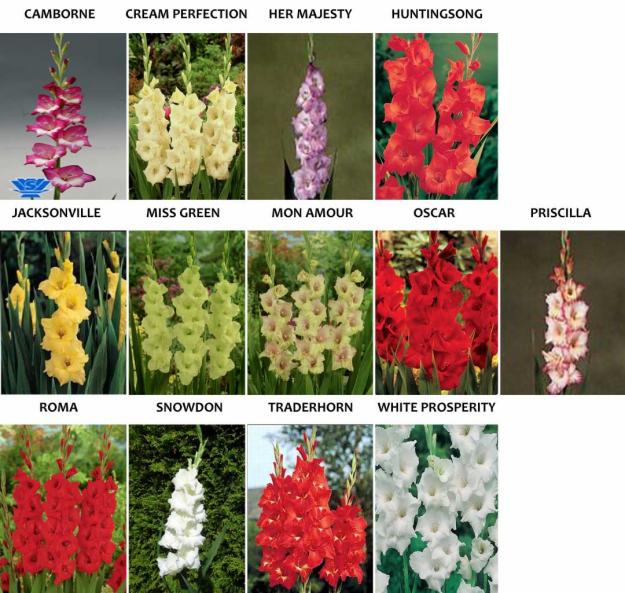 bulbi gladiole priscilla, oscar - Pret | Preturi bulbi gladiole priscilla, oscar
