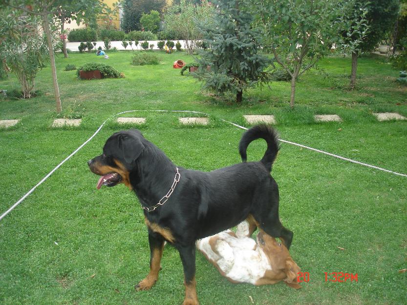 Pui rottweiler talie mare - Pret | Preturi Pui rottweiler talie mare