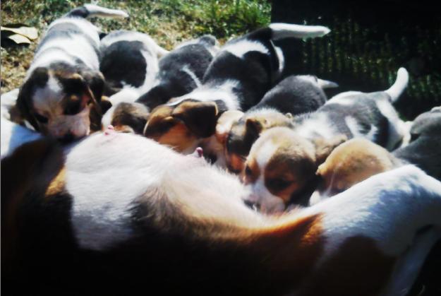 Catelusi beagle si bulldog englez de vanzare - Pret | Preturi Catelusi beagle si bulldog englez de vanzare