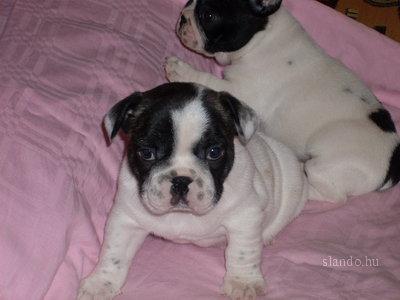 Catei Bulldog Francez - Pret | Preturi Catei Bulldog Francez