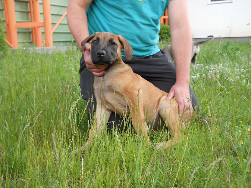 Dogo canario de vînzare - Pret | Preturi Dogo canario de vînzare