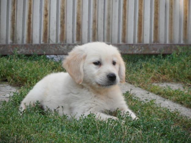 Golden Retriever de vanzare disponibili acum de Craciun - Pret | Preturi Golden Retriever de vanzare disponibili acum de Craciun