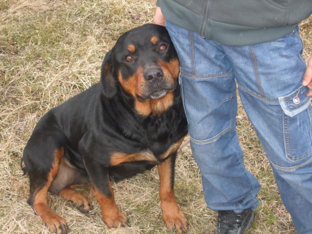 rottweiler femela 1an si 8 luni - Pret | Preturi rottweiler femela 1an si 8 luni