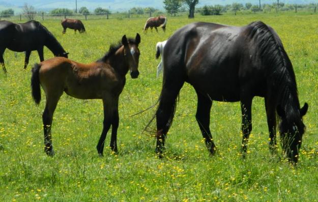 Vand cai de rasa, iepe lipitan pentru calarie, cu pedigree - Pret | Preturi Vand cai de rasa, iepe lipitan pentru calarie, cu pedigree