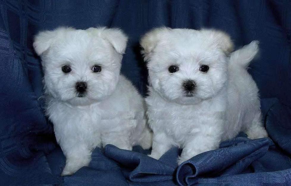 Bichon maltez / maltese - Pret | Preturi Bichon maltez / maltese