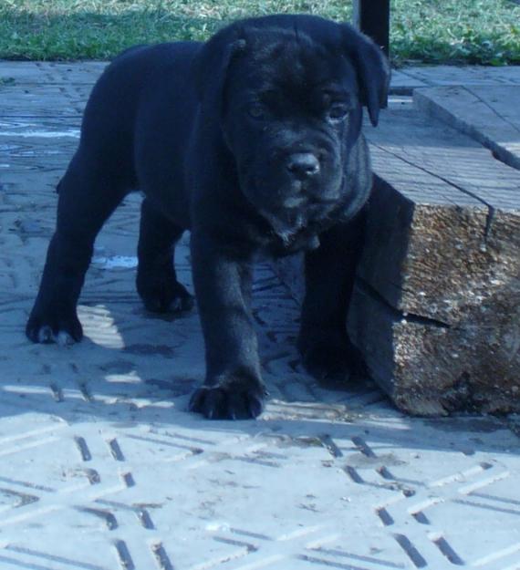 Vand catei Cane Corso-2 luni. Pret AVANTAJOS! - Pret | Preturi Vand catei Cane Corso-2 luni. Pret AVANTAJOS!