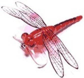 Vobler River2Sea Libelula Dragon Fly Poper DF01 - Rosu (6,0 gr., 7 cm) - Pret | Preturi Vobler River2Sea Libelula Dragon Fly Poper DF01 - Rosu (6,0 gr., 7 cm)