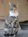 Adeline - pisicuta tricolora - Pret | Preturi Adeline - pisicuta tricolora